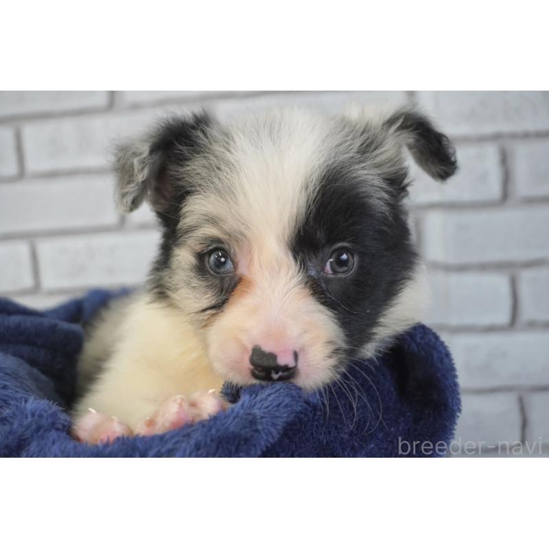 販売中の熊本県のボーダーコリー-450936の5枚目