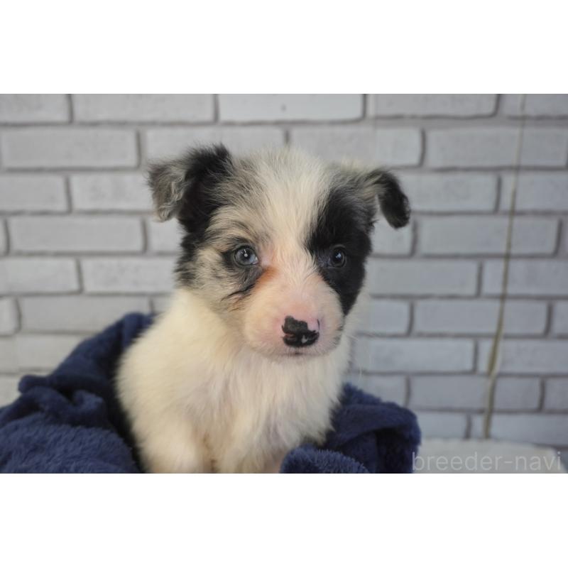 販売中の熊本県のボーダーコリー-450936の3枚目