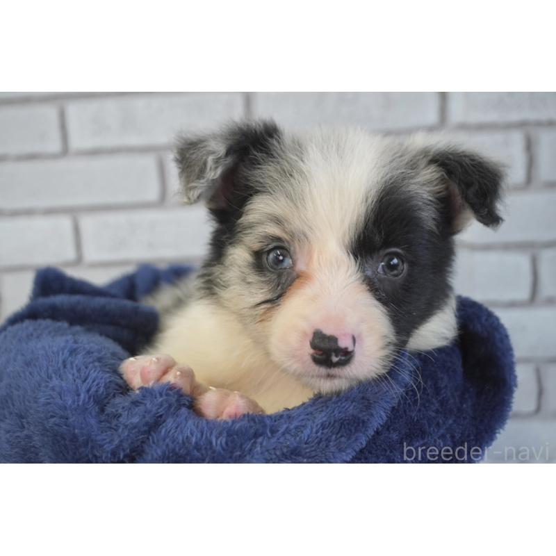 販売中の熊本県のボーダーコリー-450936の2枚目