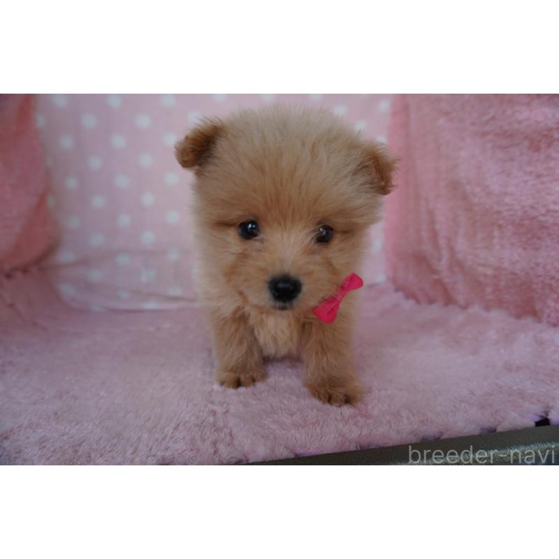 販売中の長崎県のポメプー:ポメラニアン×トイプードル-450937の2枚目