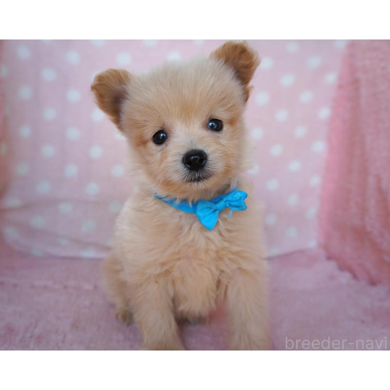 販売中の長崎県のポメプー:ポメラニアン×トイプードル-450938の1枚目