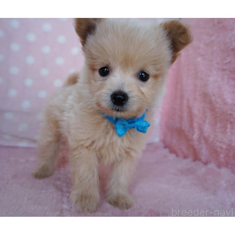 販売中の長崎県のポメプー:ポメラニアン×トイプードル-450938の2枚目