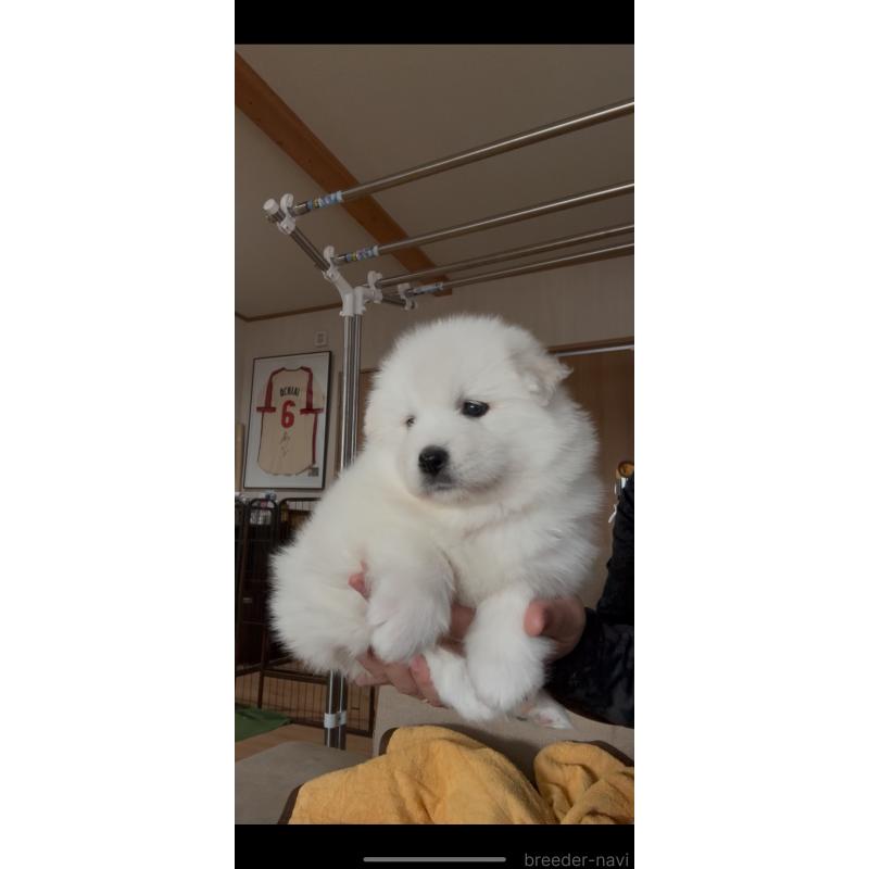 販売中の佐賀県のサモエド-450939の3枚目