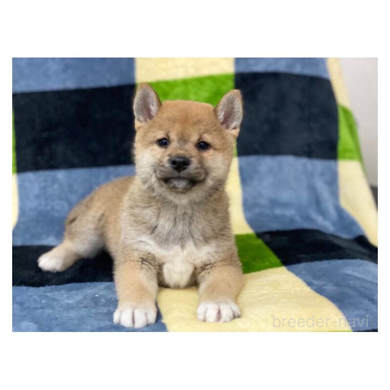 販売中の長野県の柴犬-450940の4枚目