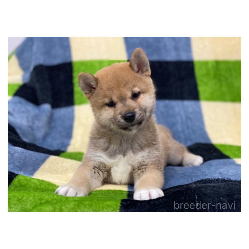 販売中の長野県の柴犬-450940の3枚目