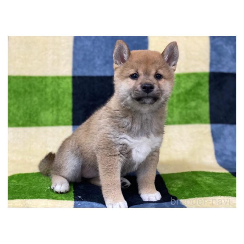 販売中の長野県の柴犬-450940の2枚目