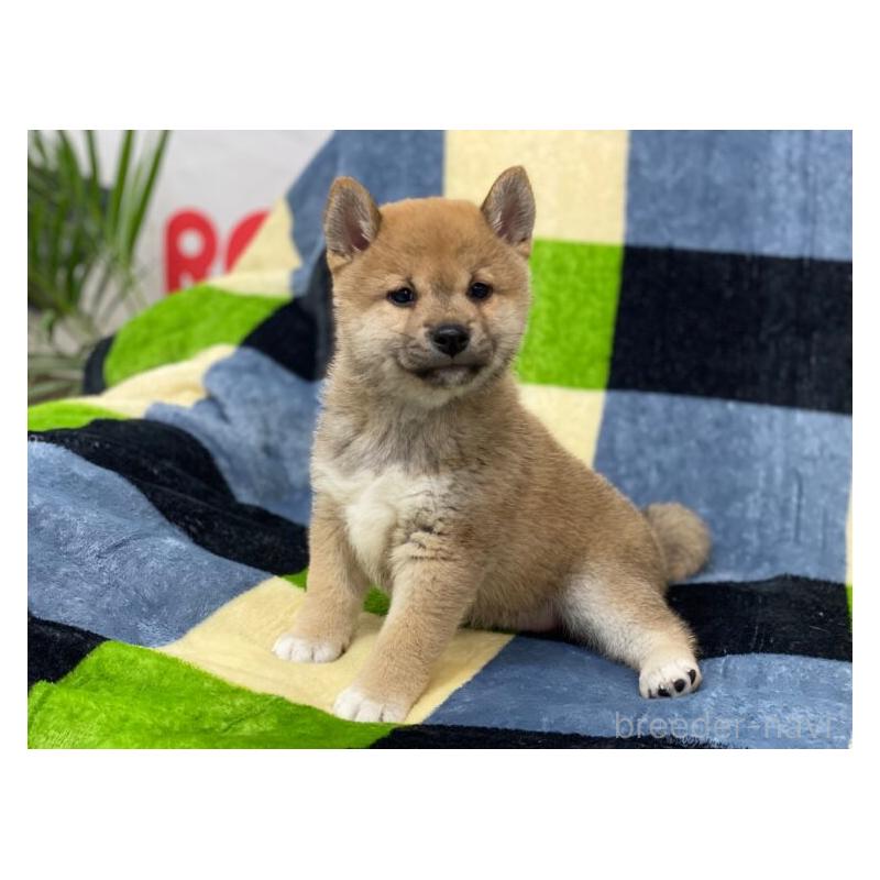 販売中の長野県の柴犬-450940