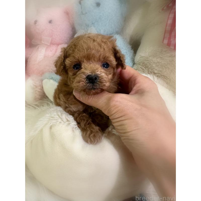 販売中の香川県のティーカッププードル-450944の4枚目