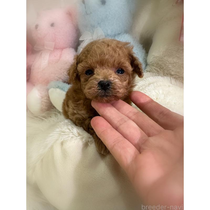 販売中の香川県のティーカッププードル-450944の3枚目