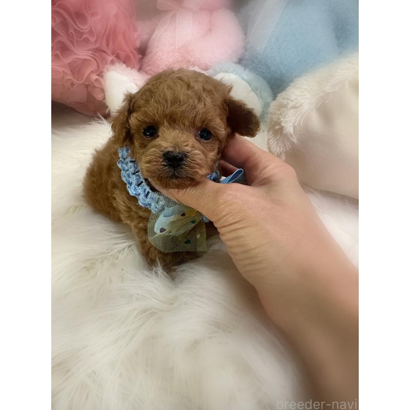 販売中の香川県のティーカッププードル-450944の2枚目