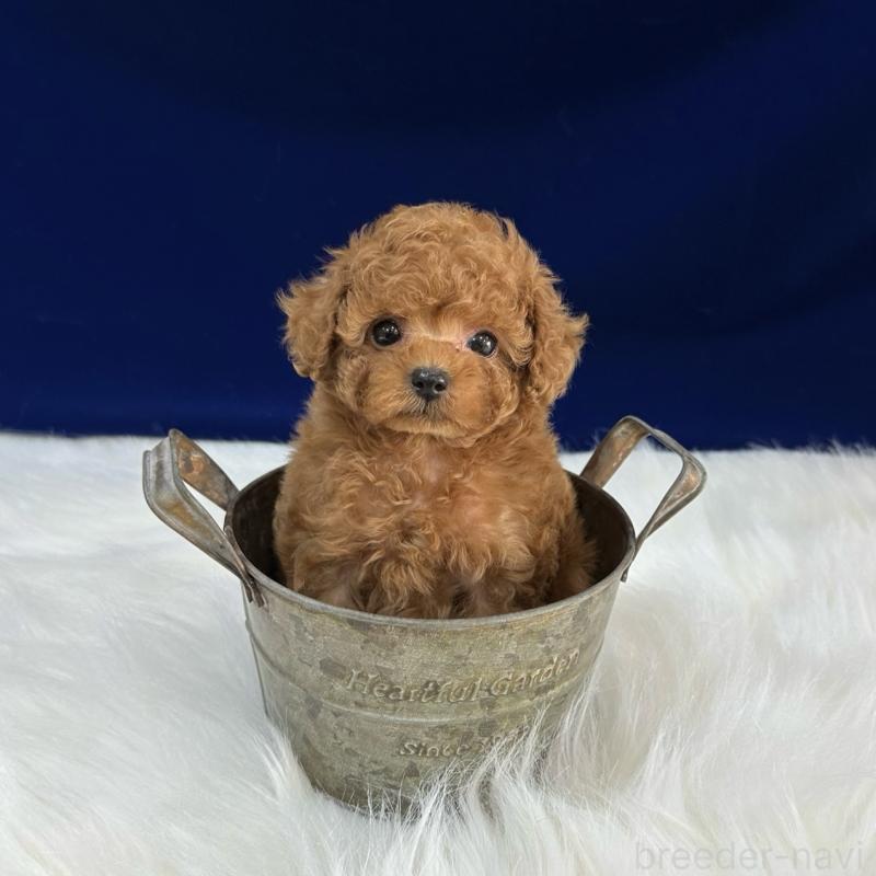 販売中の広島県のタイニープードル-450941の3枚目