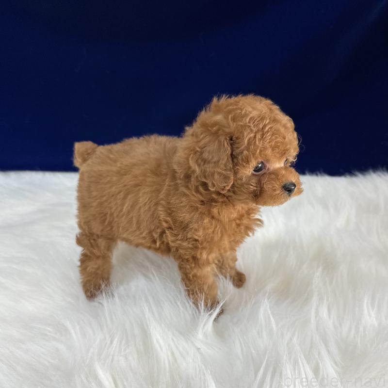 販売中の広島県のタイニープードル-450941の2枚目