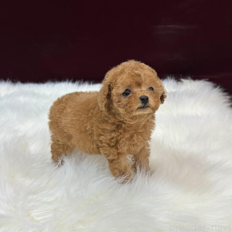 販売中の広島県のティーカッププードル-450942の3枚目