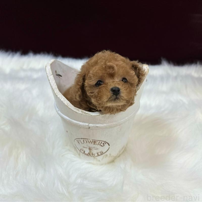 販売中の広島県のティーカッププードル-450942の2枚目