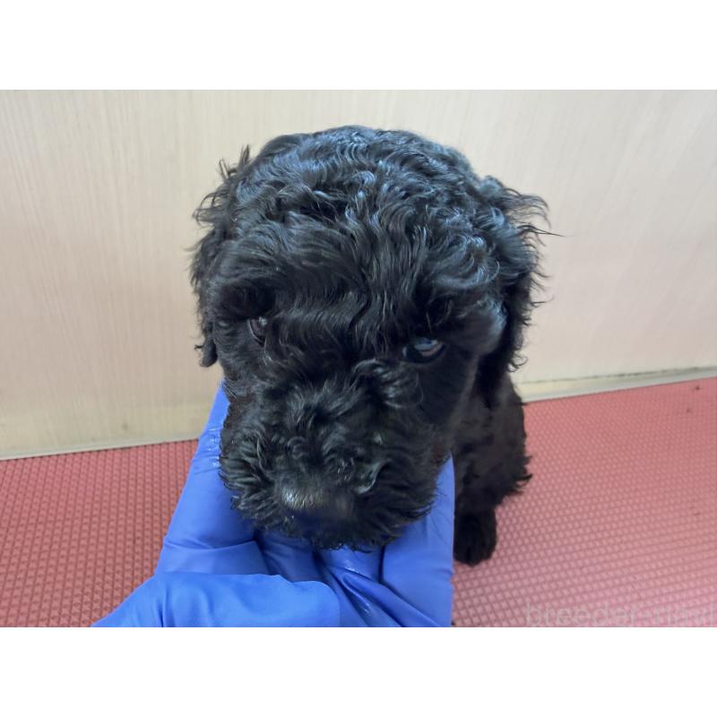 販売中の埼玉県のミニチュアプードル-450943の7枚目