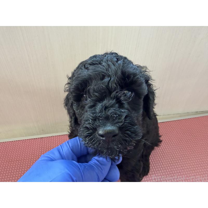 販売中の埼玉県のミニチュアプードル-450943の6枚目