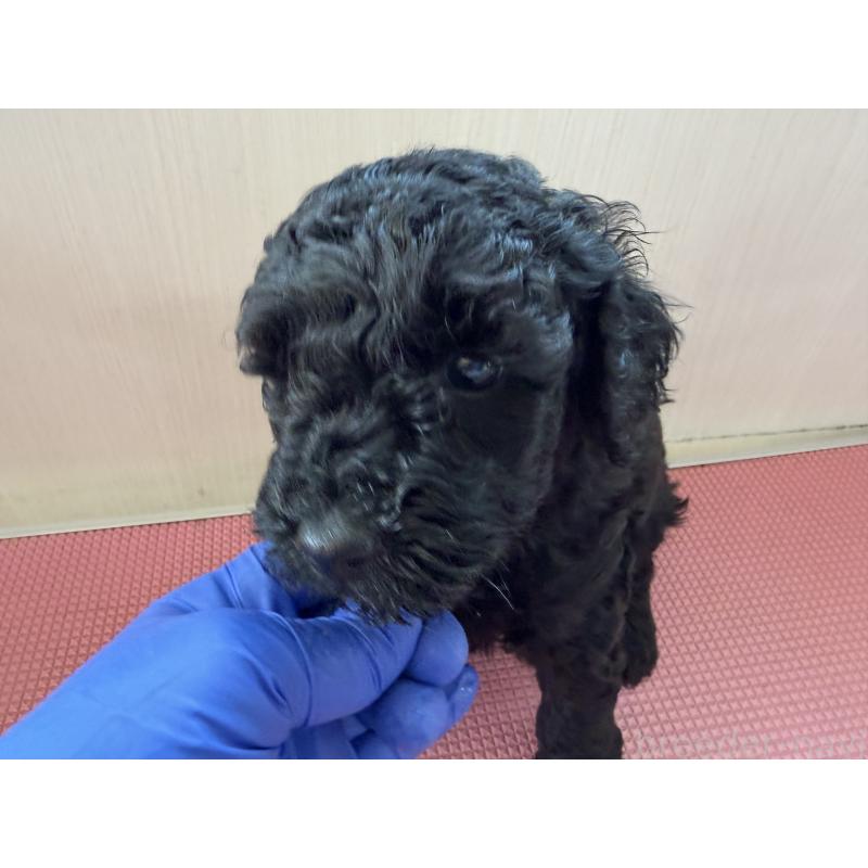 販売中の埼玉県のミニチュアプードル-450943の5枚目