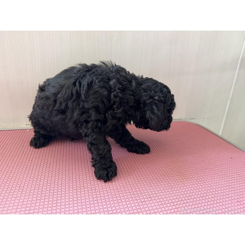 販売中の埼玉県のミニチュアプードル-450943の3枚目