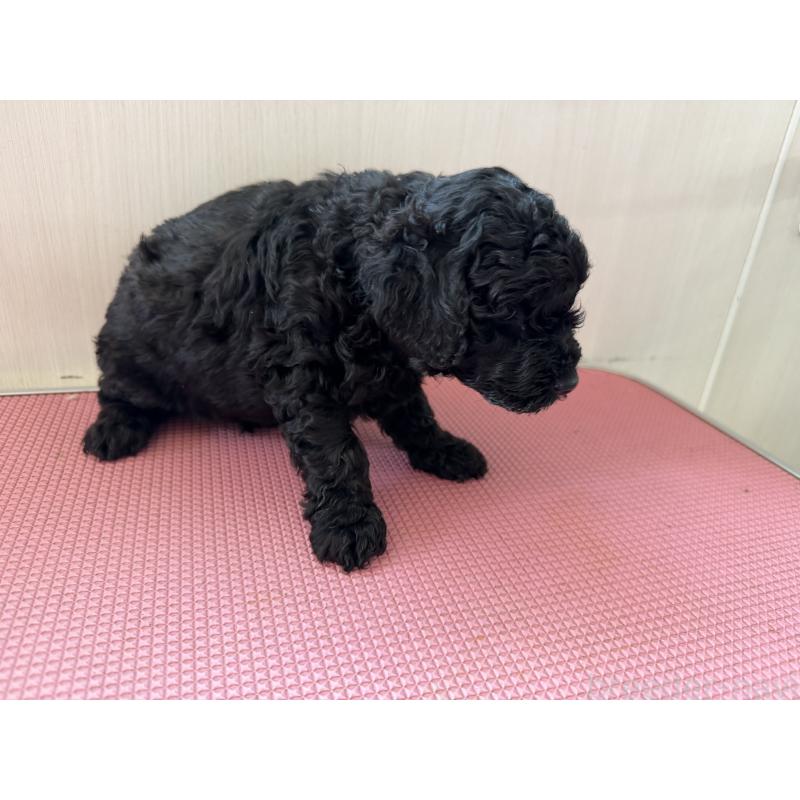 販売中の埼玉県のミニチュアプードル-450943の2枚目