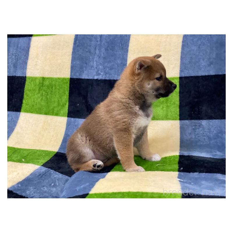 販売中の長野県の柴犬-450945の5枚目