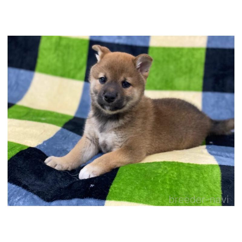 販売中の長野県の柴犬-450945の4枚目