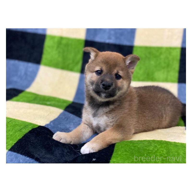 販売中の長野県の柴犬-450945の3枚目