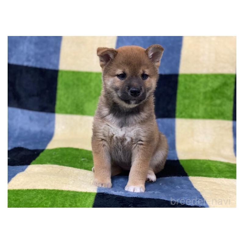 販売中の長野県の柴犬-450945の2枚目