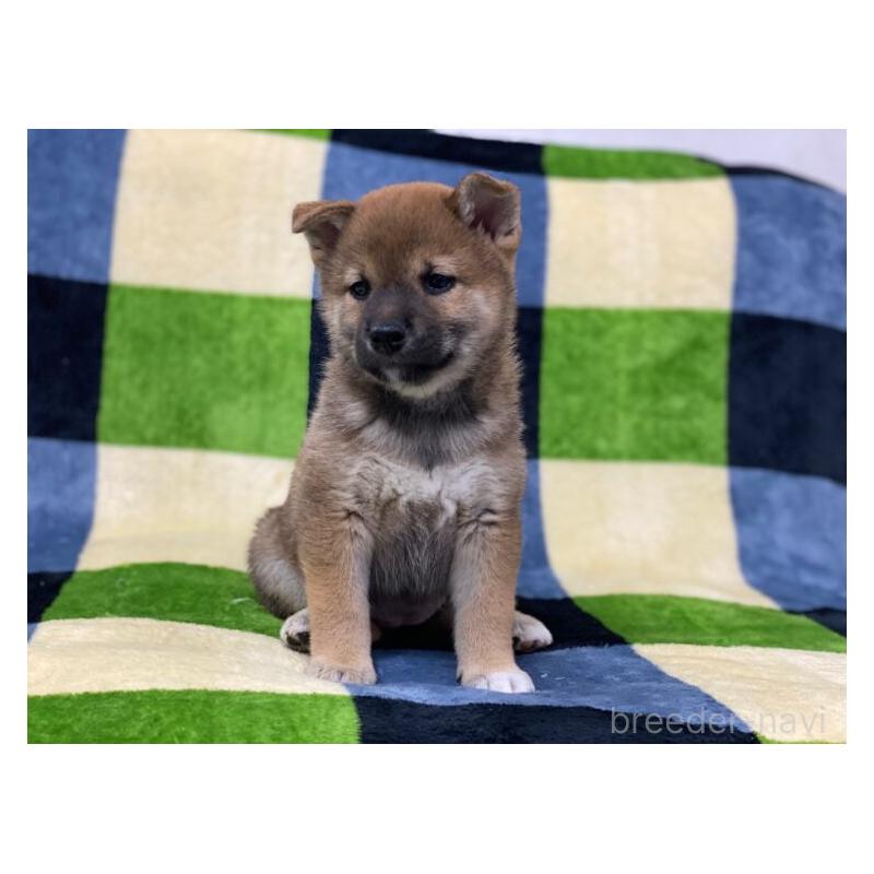 販売中の長野県の柴犬-450945の1枚目