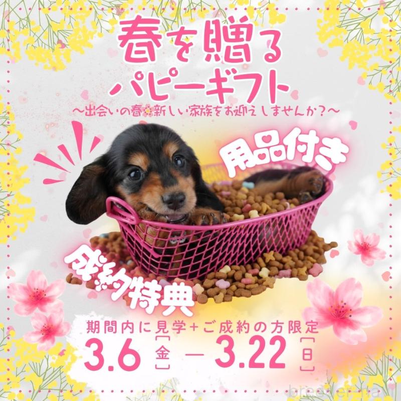 販売中の千葉県のトイプードル-441204の2枚目