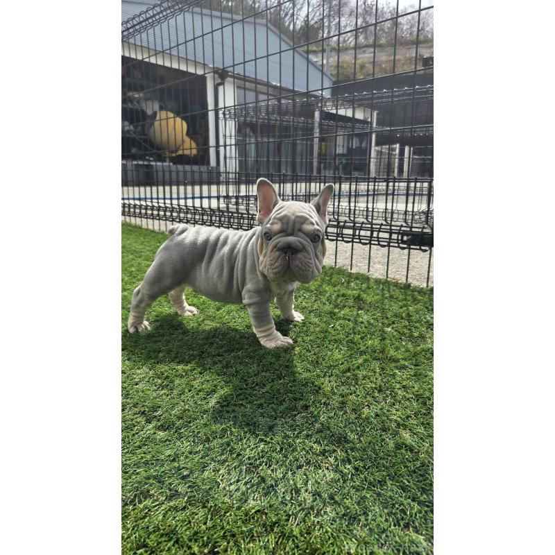 販売中の愛媛県のフレンチブルドッグ-450946の7枚目