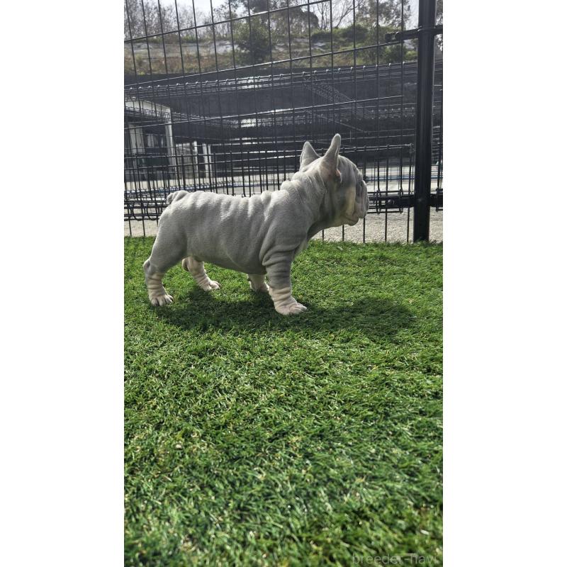 販売中の愛媛県のフレンチブルドッグ-450946の6枚目