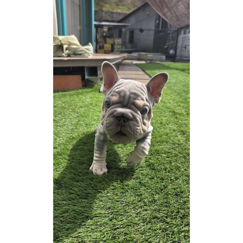 販売中の愛媛県のフレンチブルドッグ-450946の1枚目