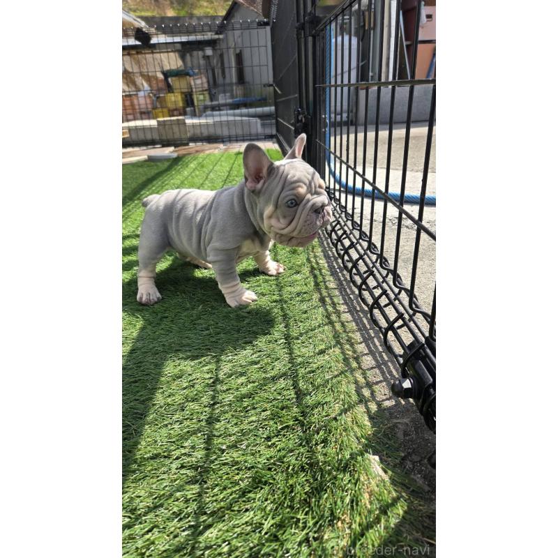 販売中の愛媛県のフレンチブルドッグ-450946の3枚目