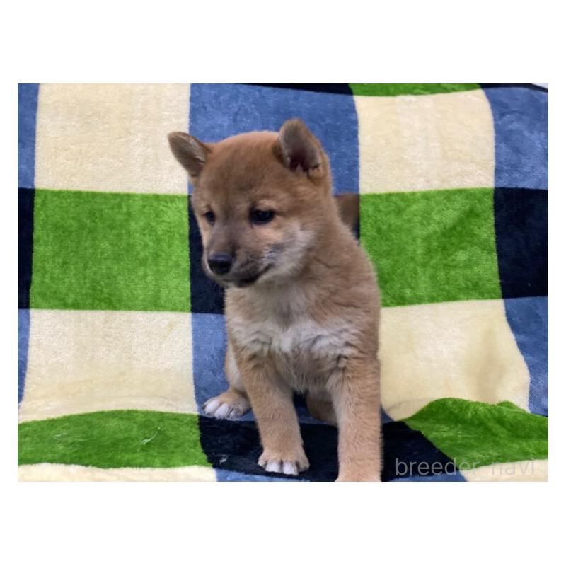 販売中の長野県の柴犬-450948の5枚目