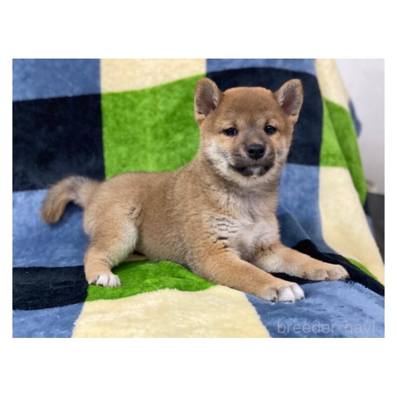 販売中の長野県の柴犬-450948の3枚目