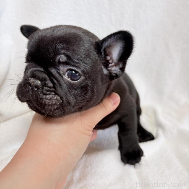 販売中の東京都のフレンチブルドッグ-450947の10枚目