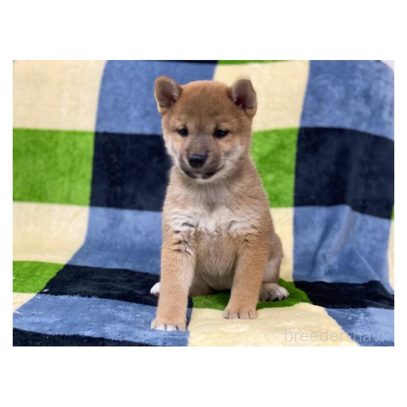 販売中の長野県の柴犬-450948の2枚目