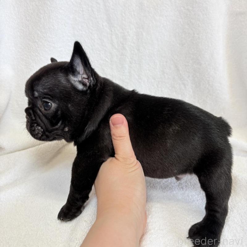 販売中の東京都のフレンチブルドッグ-450947の9枚目