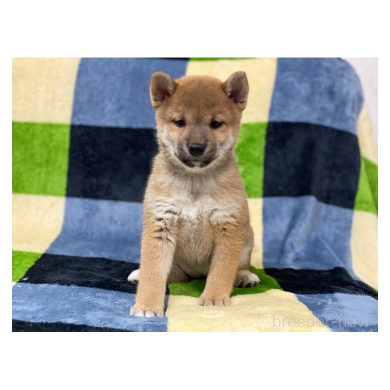 販売中の長野県の柴犬-450948