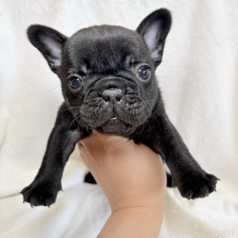 販売中の東京都のフレンチブルドッグ-450947の8枚目