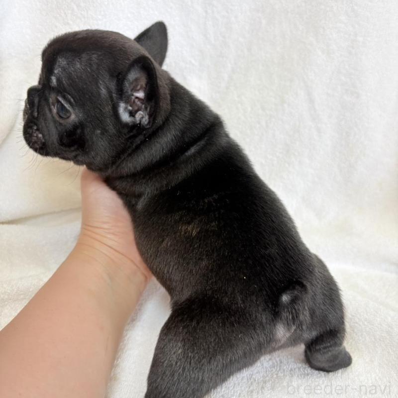 販売中の東京都のフレンチブルドッグ-450947の7枚目