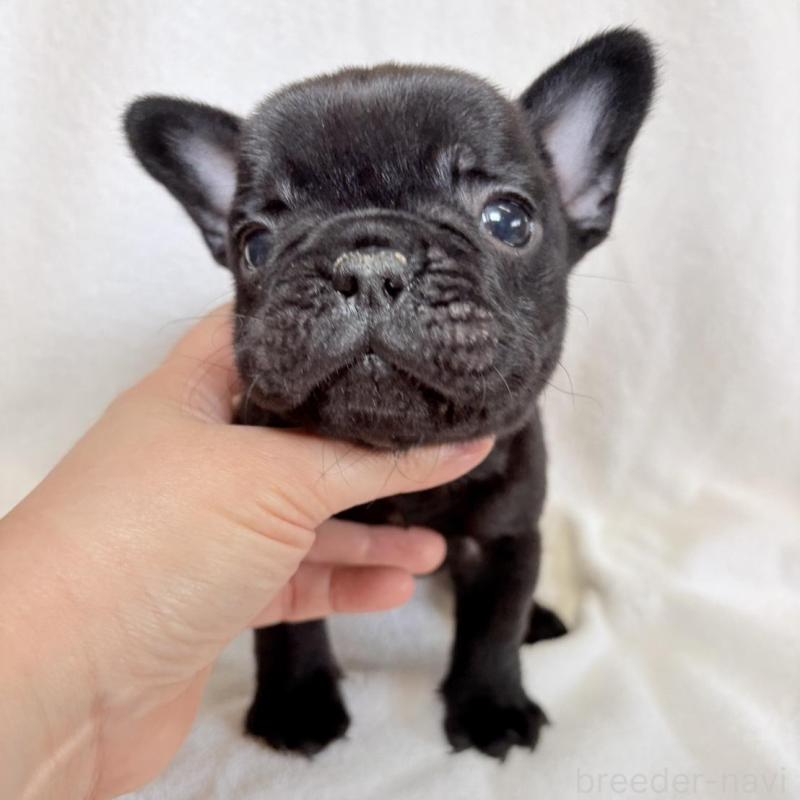 販売中の東京都のフレンチブルドッグ-450947の5枚目