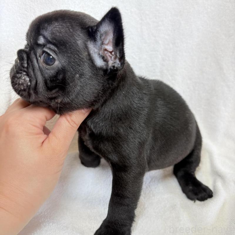 販売中の東京都のフレンチブルドッグ-450947の4枚目