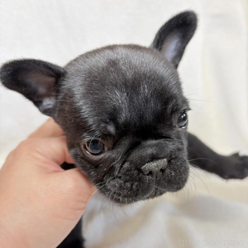 販売中の東京都のフレンチブルドッグ-450947の3枚目