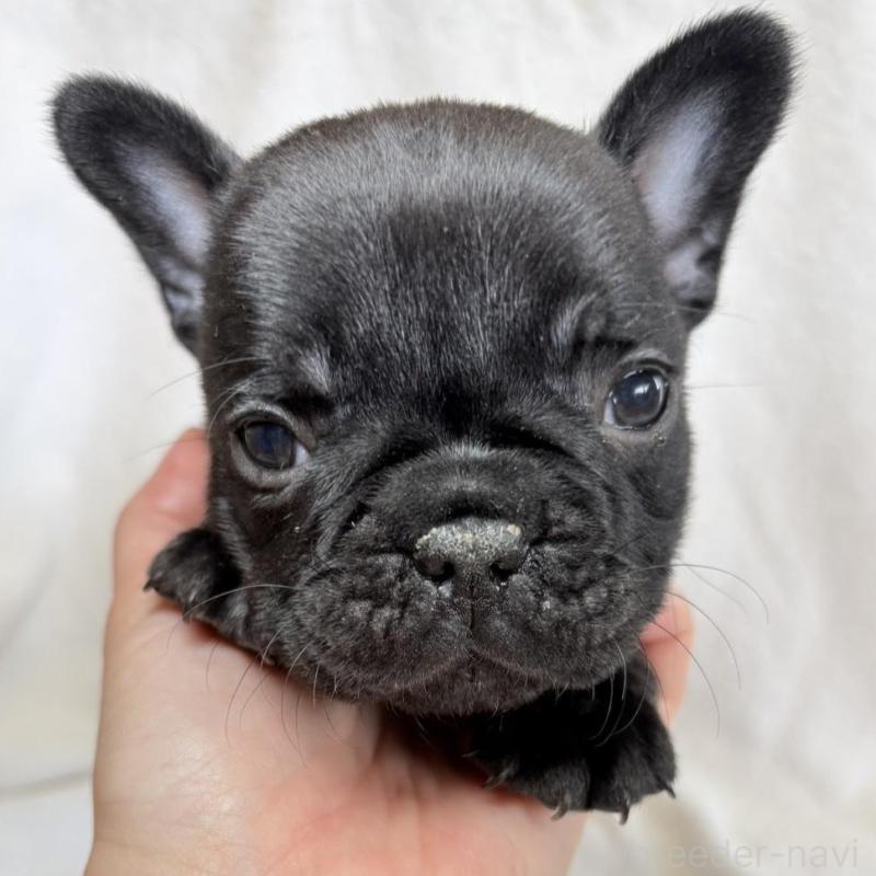 販売中の東京都のフレンチブルドッグ-450947の2枚目