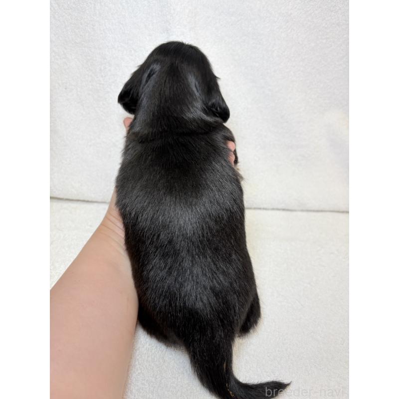 販売中の東京都のミニチュアダックスフンド(ロングヘアード)-450949の11枚目