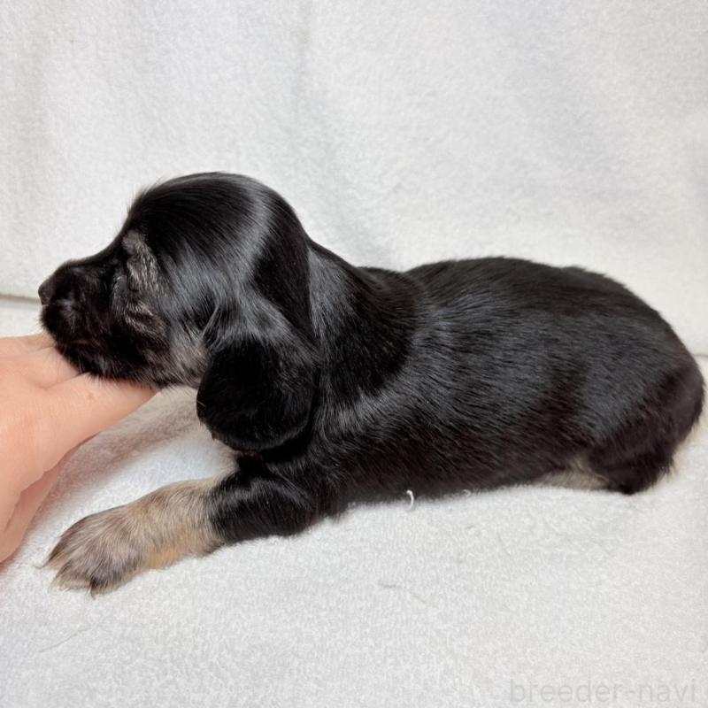 販売中の東京都のミニチュアダックスフンド(ロングヘアード)-450949の10枚目