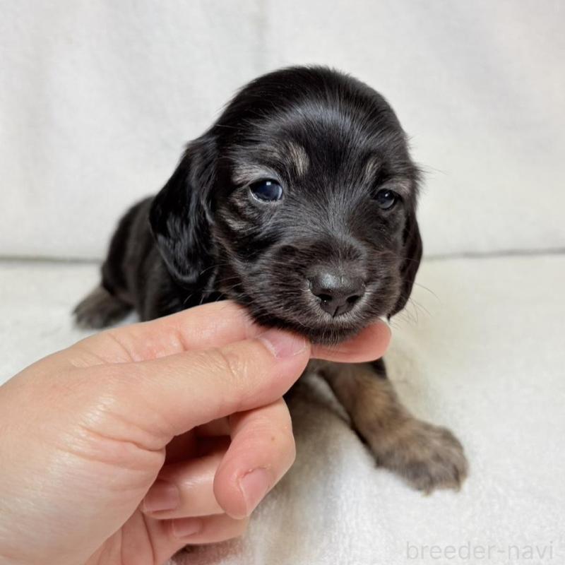 販売中の東京都のミニチュアダックスフンド(ロングヘアード)-450949の9枚目