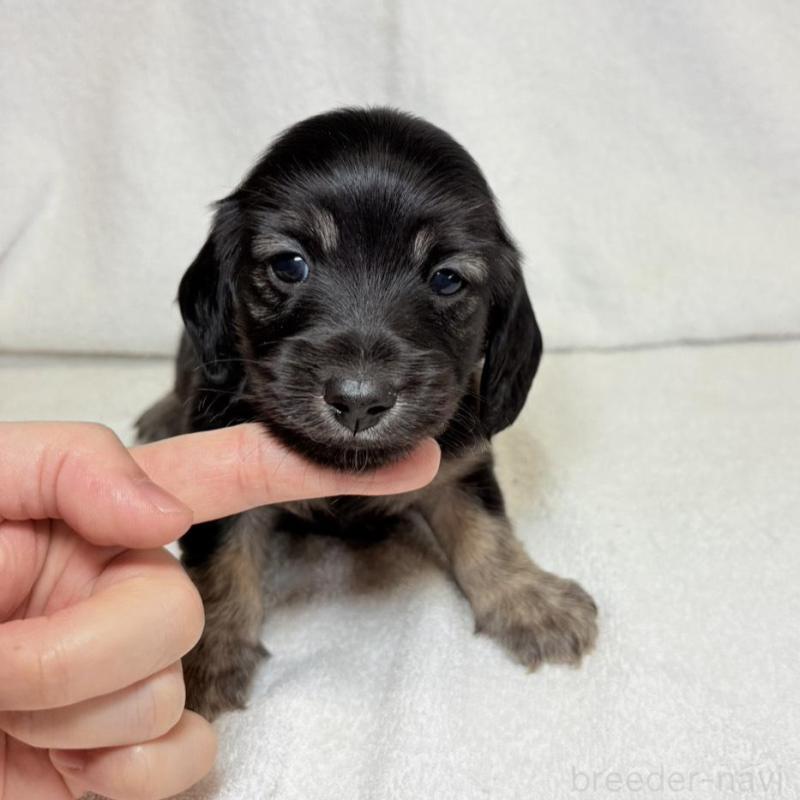 販売中の東京都のミニチュアダックスフンド(ロングヘアード)-450949の8枚目