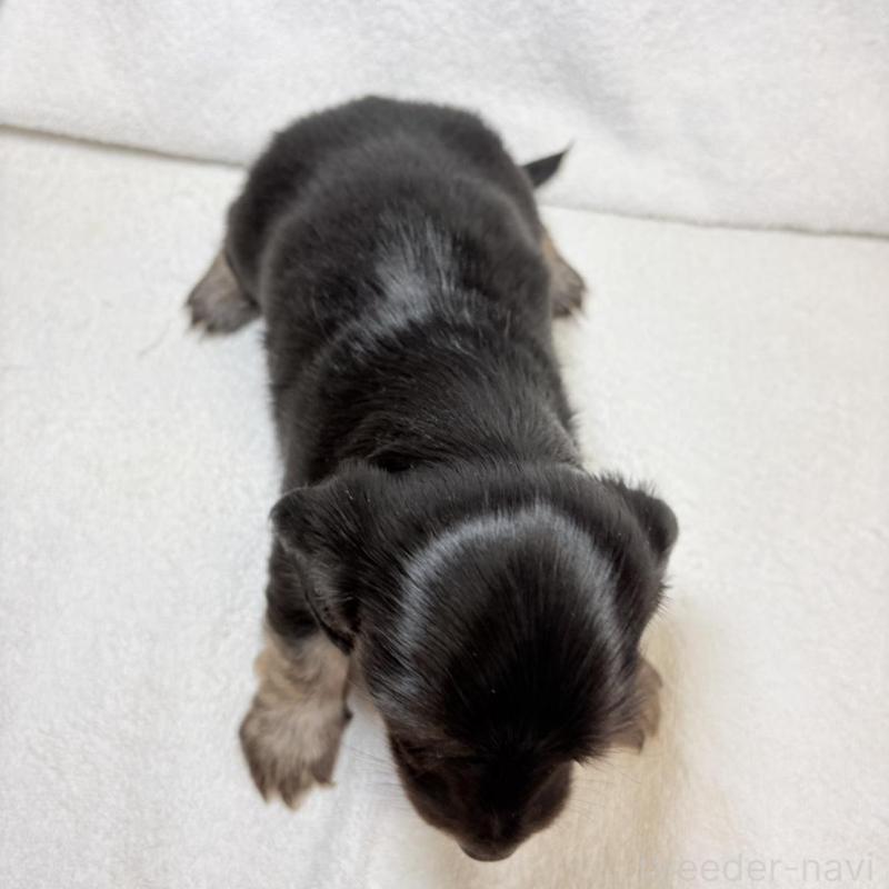 販売中の東京都のミニチュアダックスフンド(ロングヘアード)-450949の7枚目